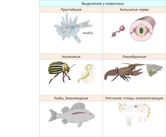 Органы выделения у растений 6 класс биология. Выделительная система животных таблица. Выделение у живых организмов 6 класс. Схема выделительной системы животных. Выделения беспозвоночных