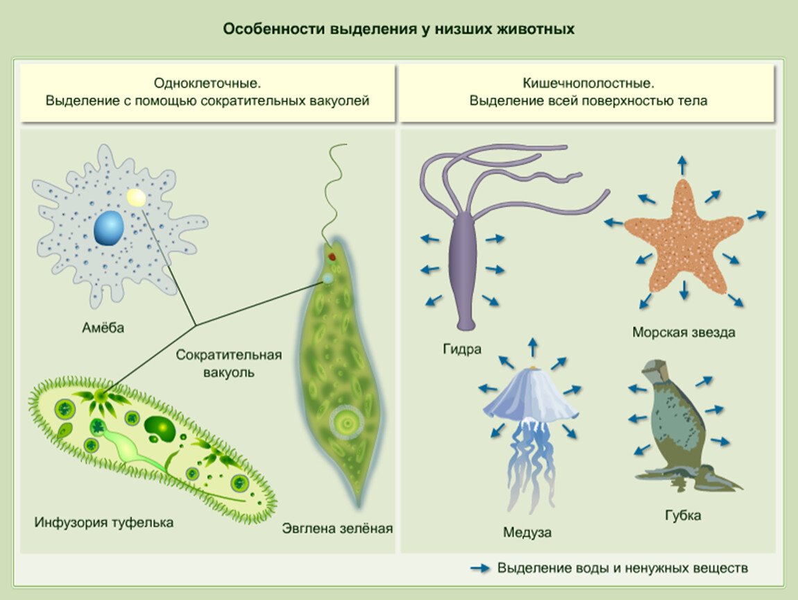 Органы выделения у одноклеточных животных
