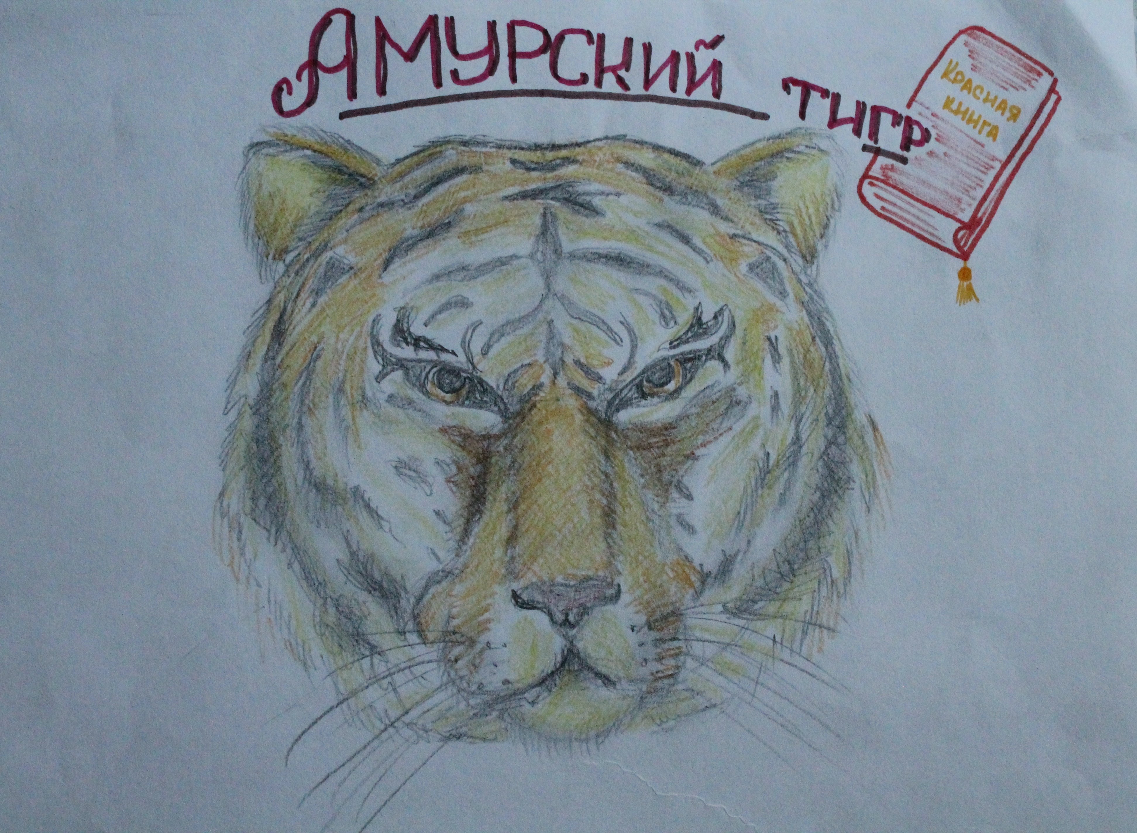 Рисунки краснокнижных животных России