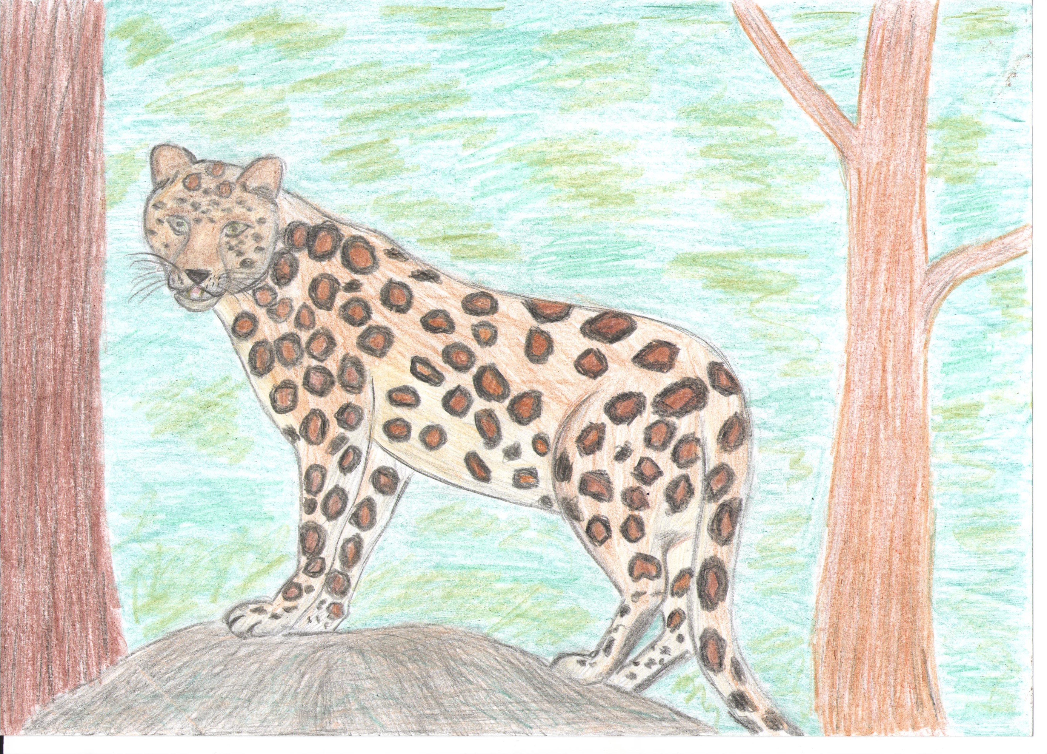 Дальневосточный Амурский леопард рисунок