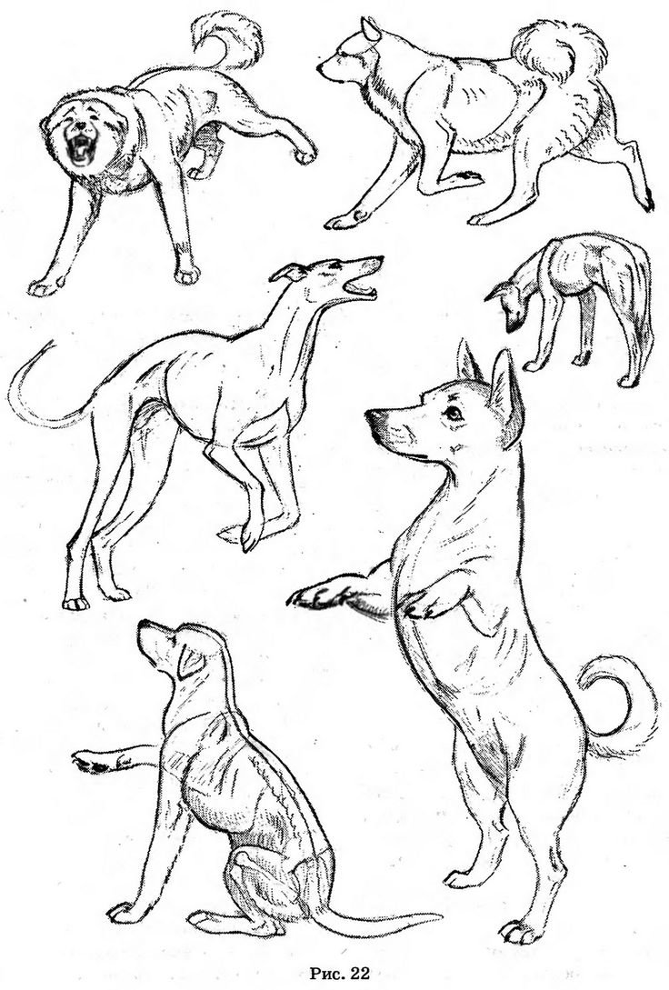 Зарисовки собак в движении