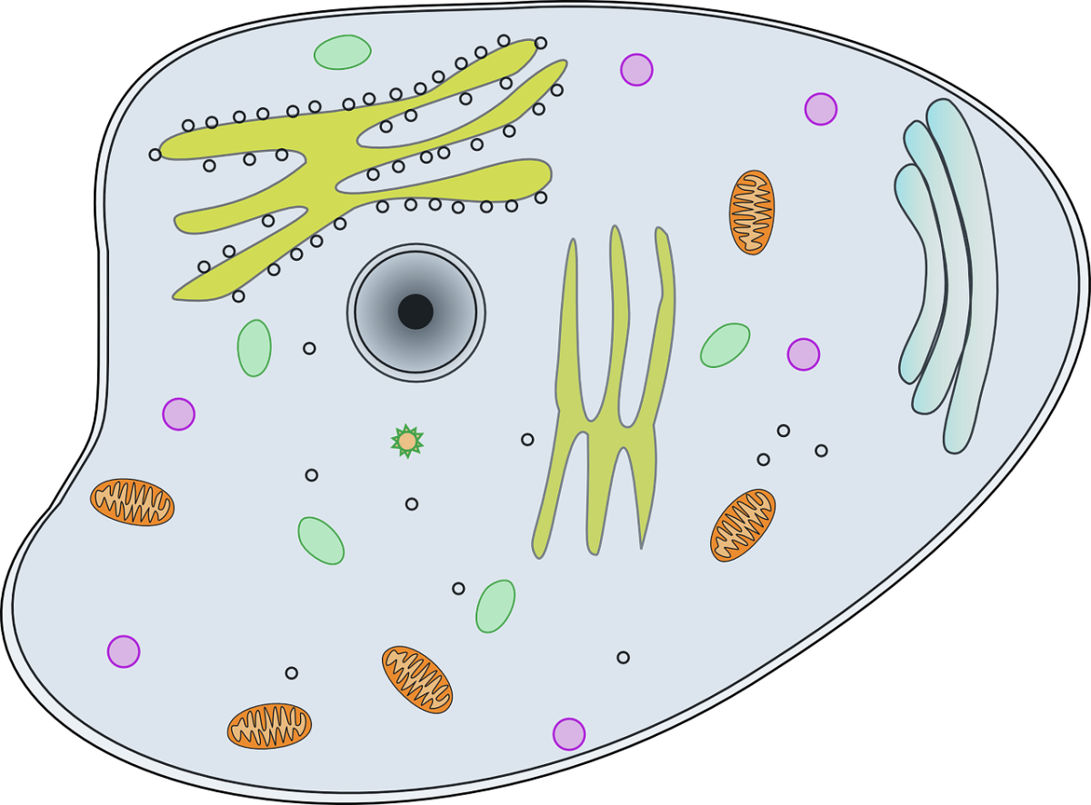 Цитоплазма эукариотической клетки. Рисунок цитоплазмы эукариотической клетки. Рисунки в клетку. Биологическая клетка. Клетка без воды