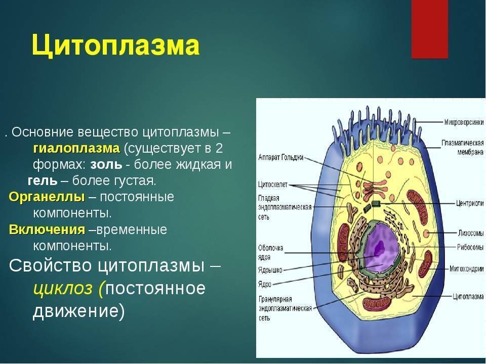 Каково значение цитоплазмы структуры в жизнедеятельности клетки. Клетка животного цитоплазма гиалоплазма и. Клеточная структура цитоплазмы. Строение цитоплазмы гиалоплазма.
