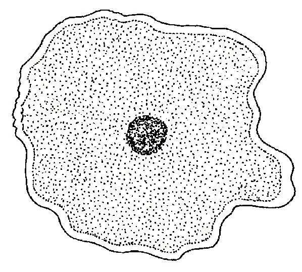Клетка без цитоплазмы. Цитоплазма. Цитоплазма рисунок. Схематичный рисунок цитоплазмы. Рисунок клетки схематично.