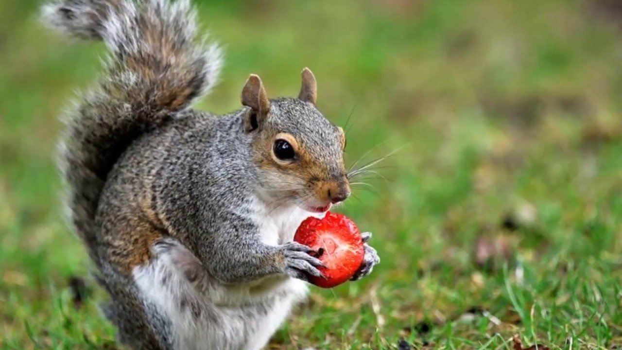 Что есть белки в природе. Белка ест ягоды. Животные кушают. Что кушают белки. Белки хищники.
