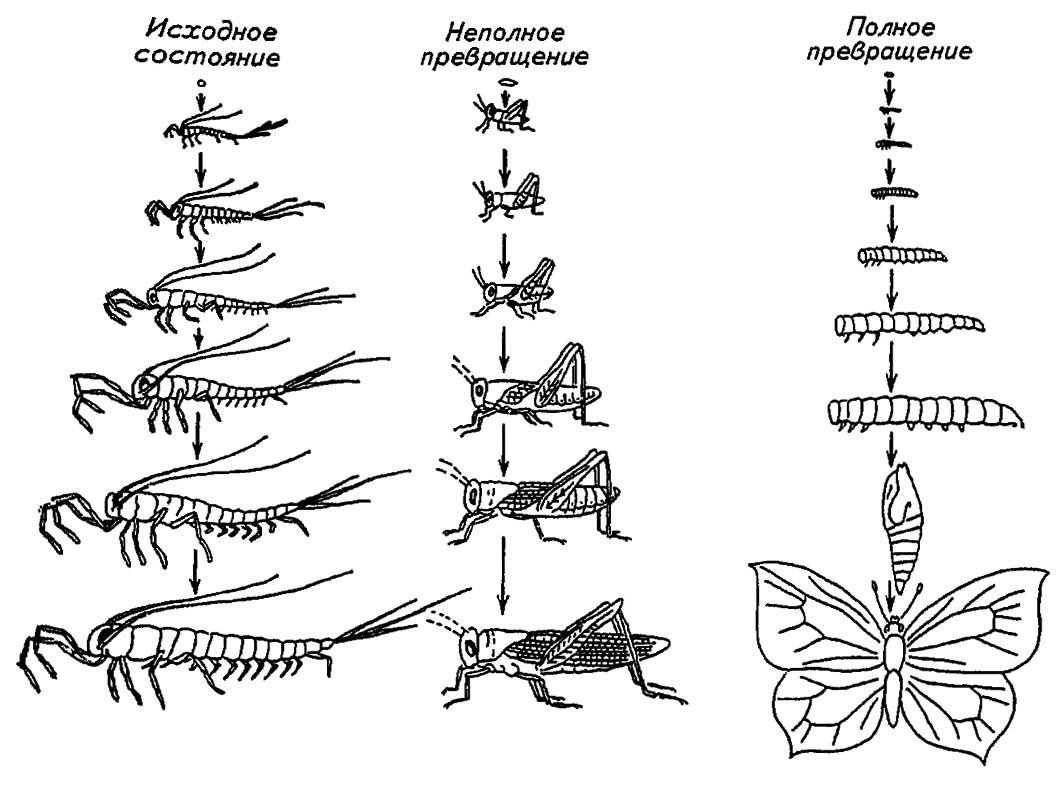 Метаморфоз 20. Схема постэмбрионального развития насекомого. Стадии постэмбрионального развития насекомого. Типы постэмбрионального развития насекомых. Стадии постэмбрионального развития комара.