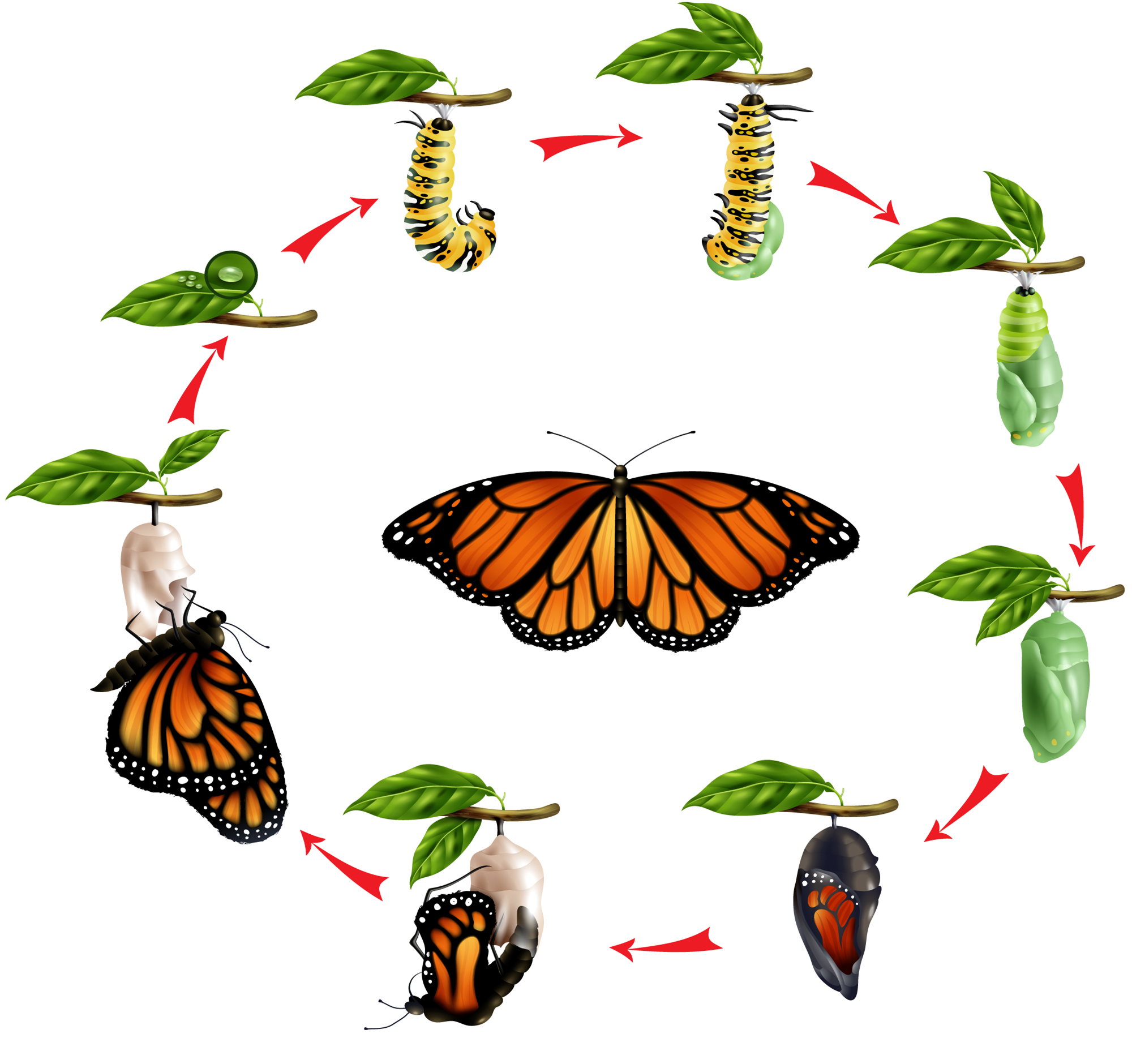 Непрямое постэмбриональное развитие бабочки. Непрямое постэмбриональное развитие с полным метаморфозом. Постэмбриональное развитие с полным превращением. Постэмбриональное развитие Непрямое развитие бабочк.
