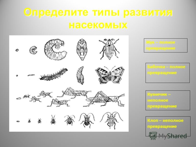 Укажи превращение. Размножение насекомых с полным и неполным превращением. Типы развития насекомых. Типы развития насекомых схема. Фазы развития насекомых.