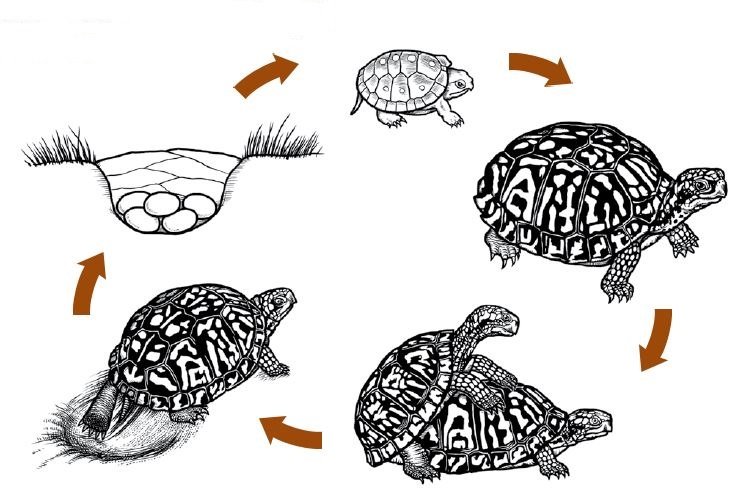 Черепахи развитие с метаморфозом. Размножение черепах схема. Жизненный цикл морской черепахи. Размножение пресмыкающихся черепахи. Жизненный цикл черепахи красноухой.