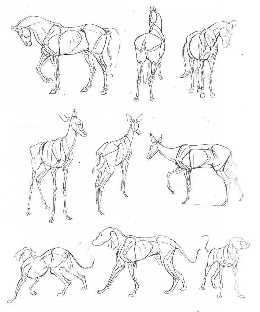 Анатомия животных для рисования
