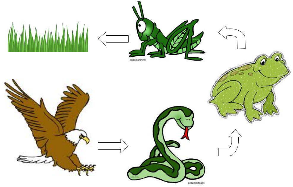 2 Цепочки питания животных. Цепь питания трава кузнечик лягушка змея Орел. Пищевая цепь. Цепочки питания для дошкольников.
