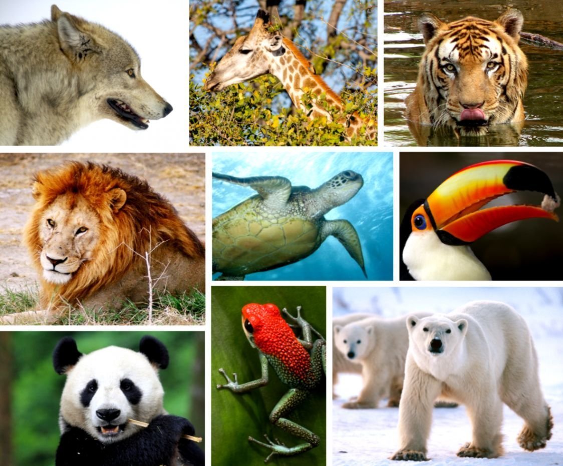 Разные виды животных
