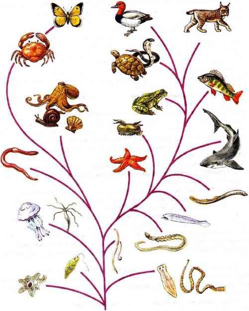 Изучите рисунок благодаря какому процессу образовалось такое многообразие изображенных организмов