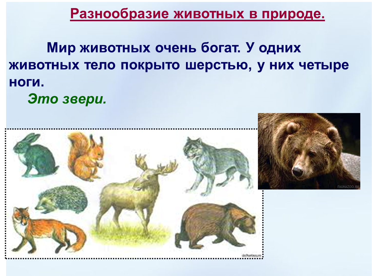 Вид животных 3 класс окружающий. Разнообразие животных. Многообразие зверей. Разнообразный мир животных.