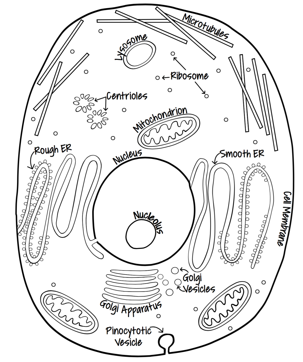 Рисунок модели клетки. Клетка растения раскраска. Клетка животного раскраска. Растительная клетка раскраска. Изображение клетки.
