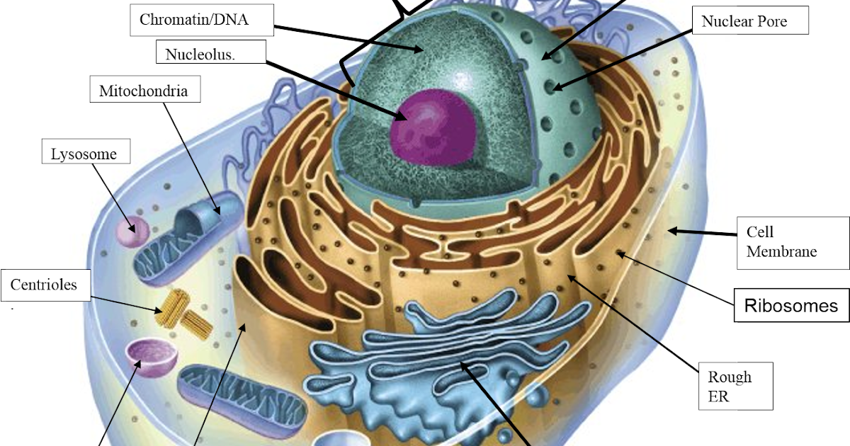 Клеточный состав живых организмов. Клетка Plant Cell. Клетка биология строение. Строение человеческой клетки. Animal Cell diagram.