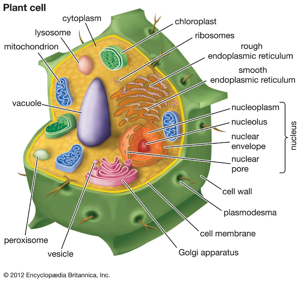 Клетка Plant Cell. Строение клетки 3д растительной клетки биология. Модель строения клетки растения. Строение растительной клетки на английском. Рисунок модели клетки