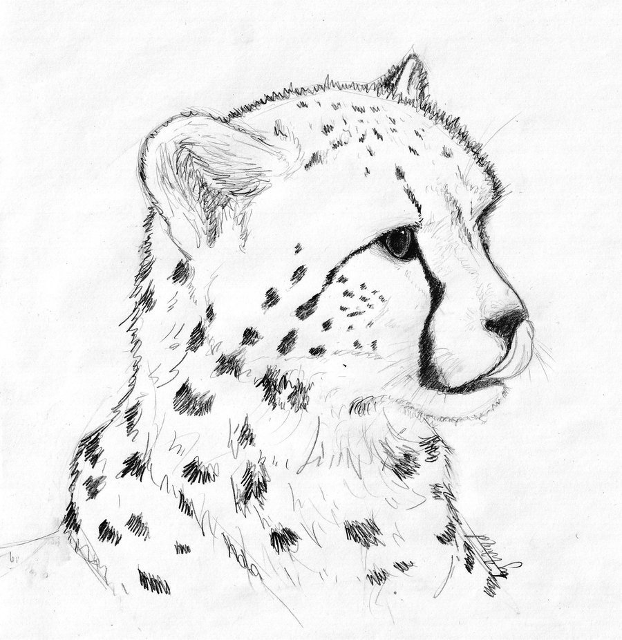 Гепард рисунок карандашом