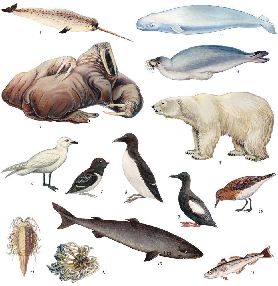 Жители северного океана. Обитатели Северного Ледовитого океана. Животные севера. Животные Северного Ледовитого океана. Оитатели Северного Ледовитого океан.