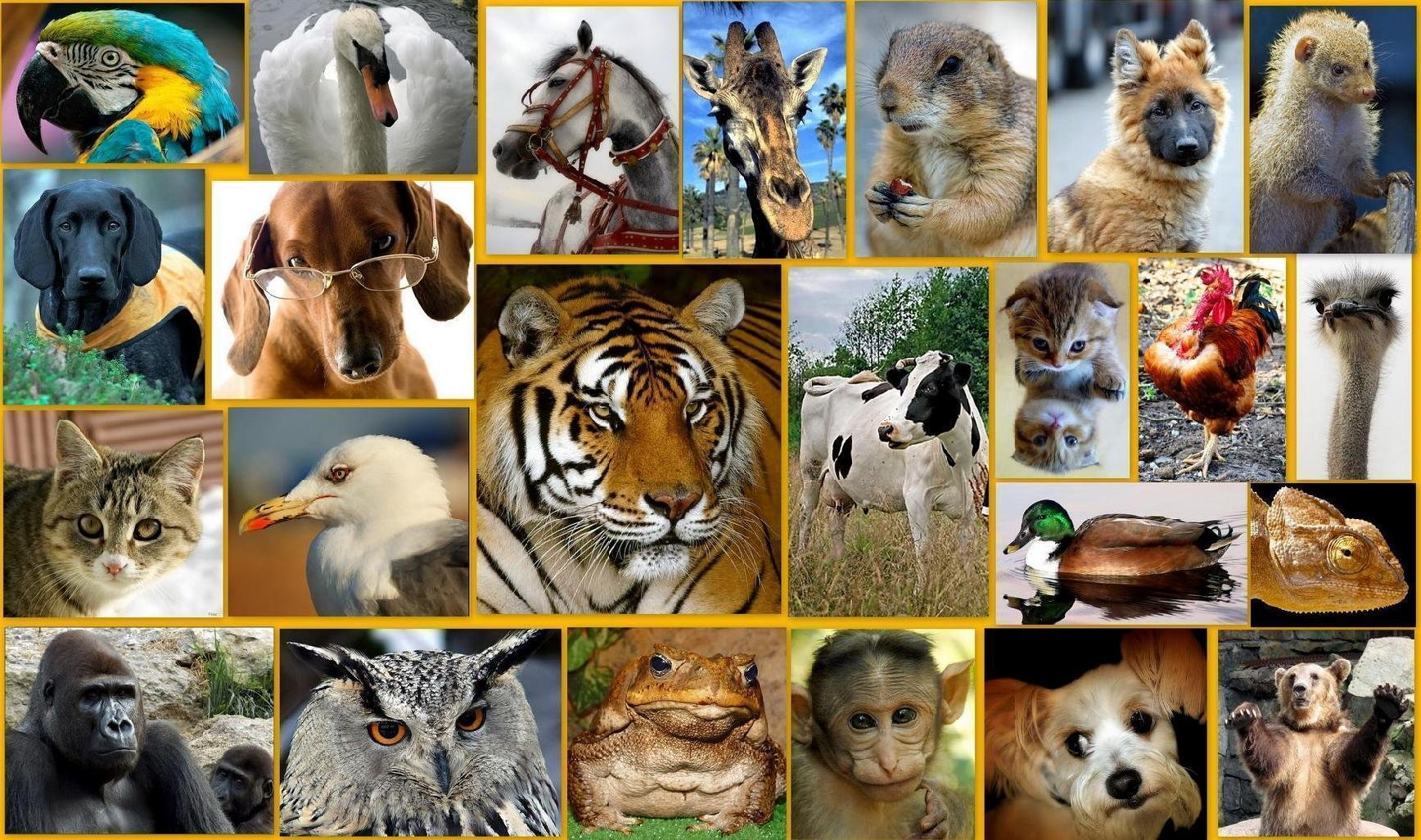на рисунке 69 показаны фотографии некоторых животных