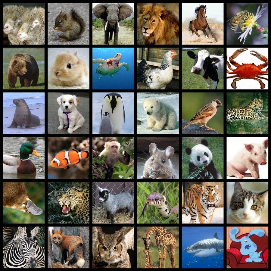Как назвать фото на конкурс с животными