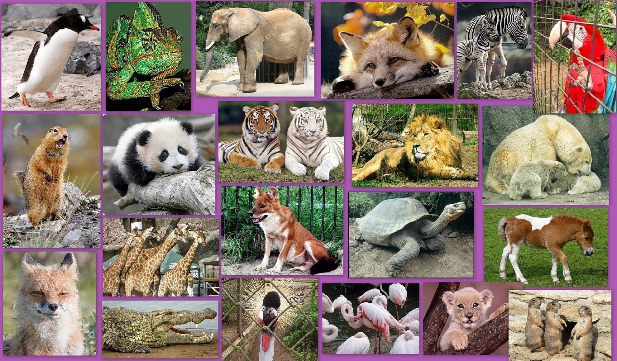 Коллаж разных животных