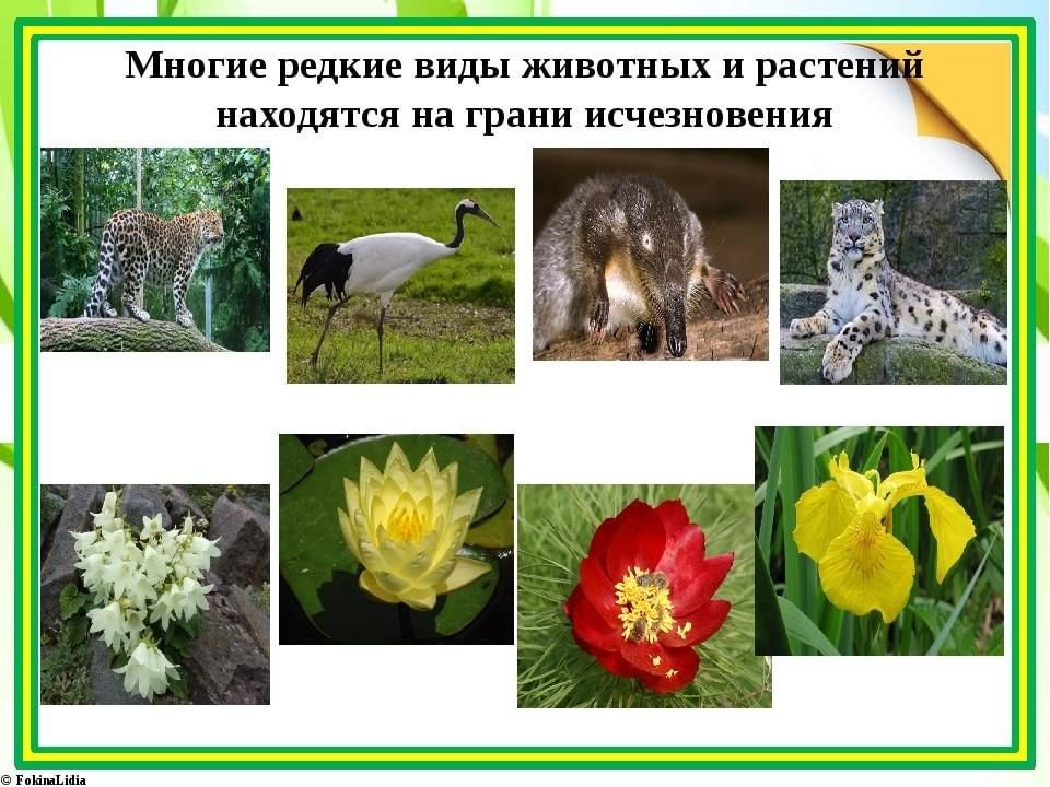 Фото животные и растения фото и описание
