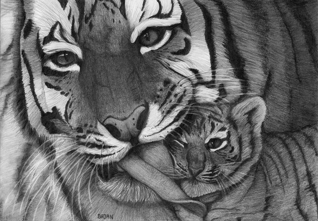 Тигр простым карандашом