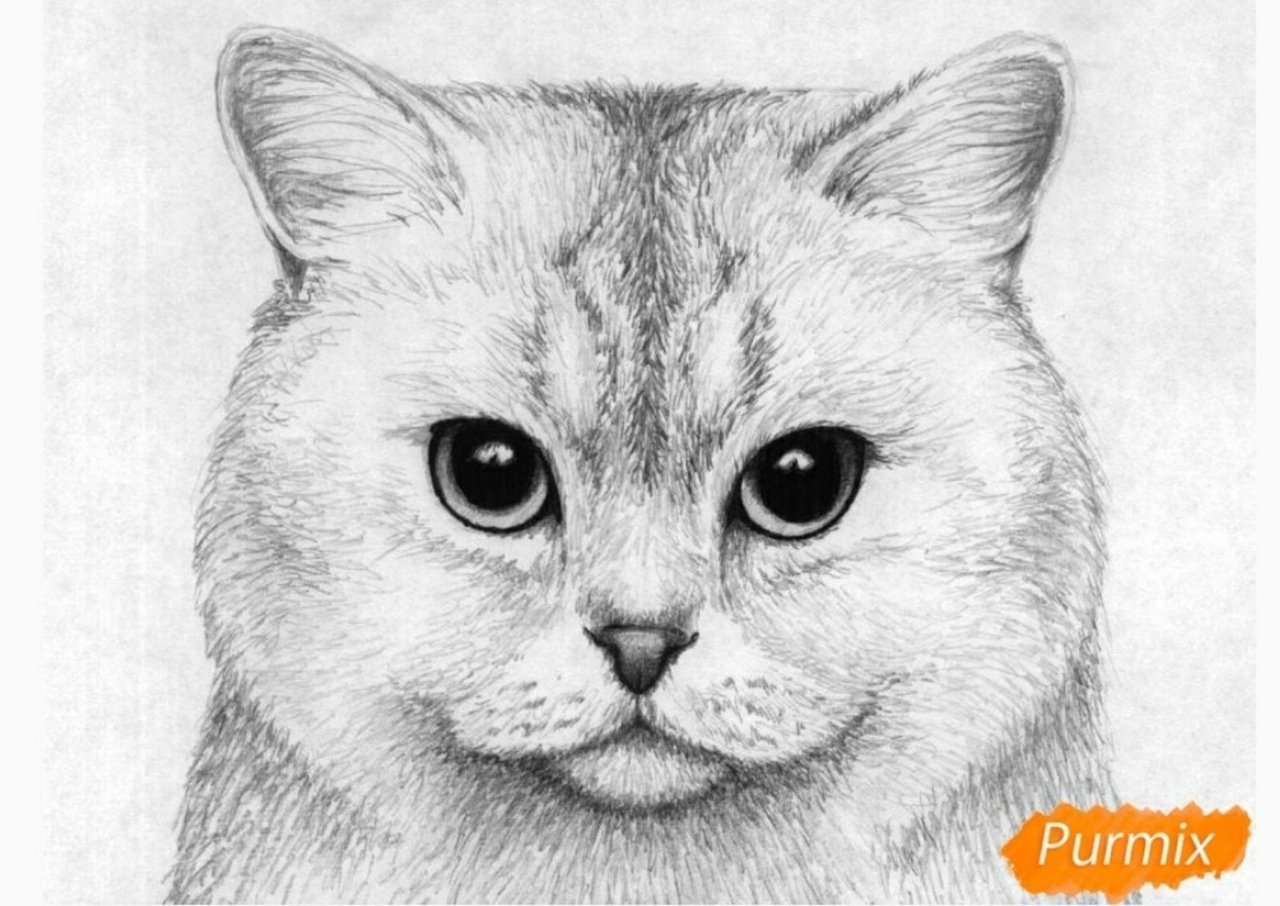 Мордочка кошки карандашом