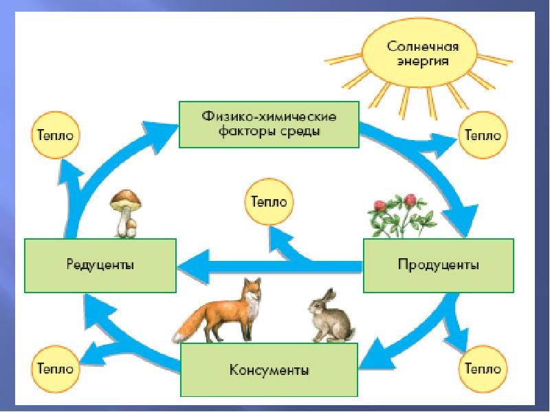 Почему растения считаются начальным звеном круговорота веществ. Круговорот веществ в природе. Биологический круговорот.. Схема круговорота энергии и вещества в экосистеме. Круговорот веществ и поток энергии в экосистеме 9 класс. Схема кругоаорота вещества в экостстемах.