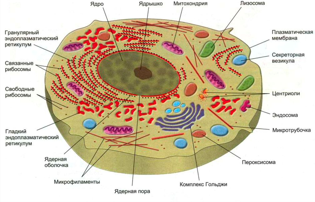 Строение каких организмов эукариотической клетки доказывает. Схема эукариотической клетки животного. Строение эукариотических клеток схема. Строение клетки основные структурные компоненты клетки. Основные структурные компоненты эукариотической клетки животного.