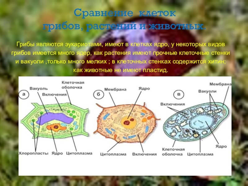 Отличие грибной клетки. Строение клеток эукариот растений животных грибов. Строение эукариотических клеток у растений животных грибов. Клетки грибов эукариоты. Эукариот клетка животные\.
