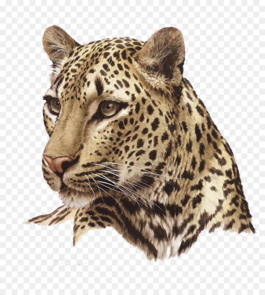 Переднеазиатский леопард вектор