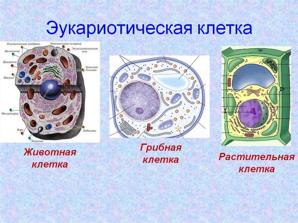 Строение каких организмов эукариотической клетки доказывает