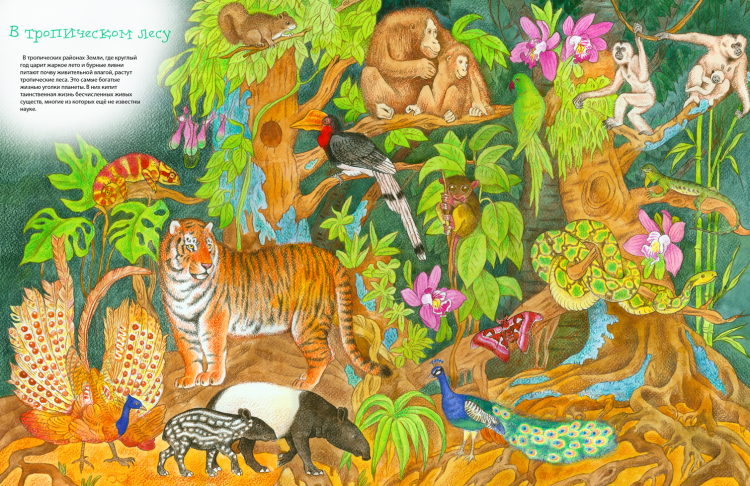 Тропические животные 1 класс. Животные тропических лесов для детей. Обитатели тропического леса для детей. Животные джунглей. Мир животных тропиков для детей.