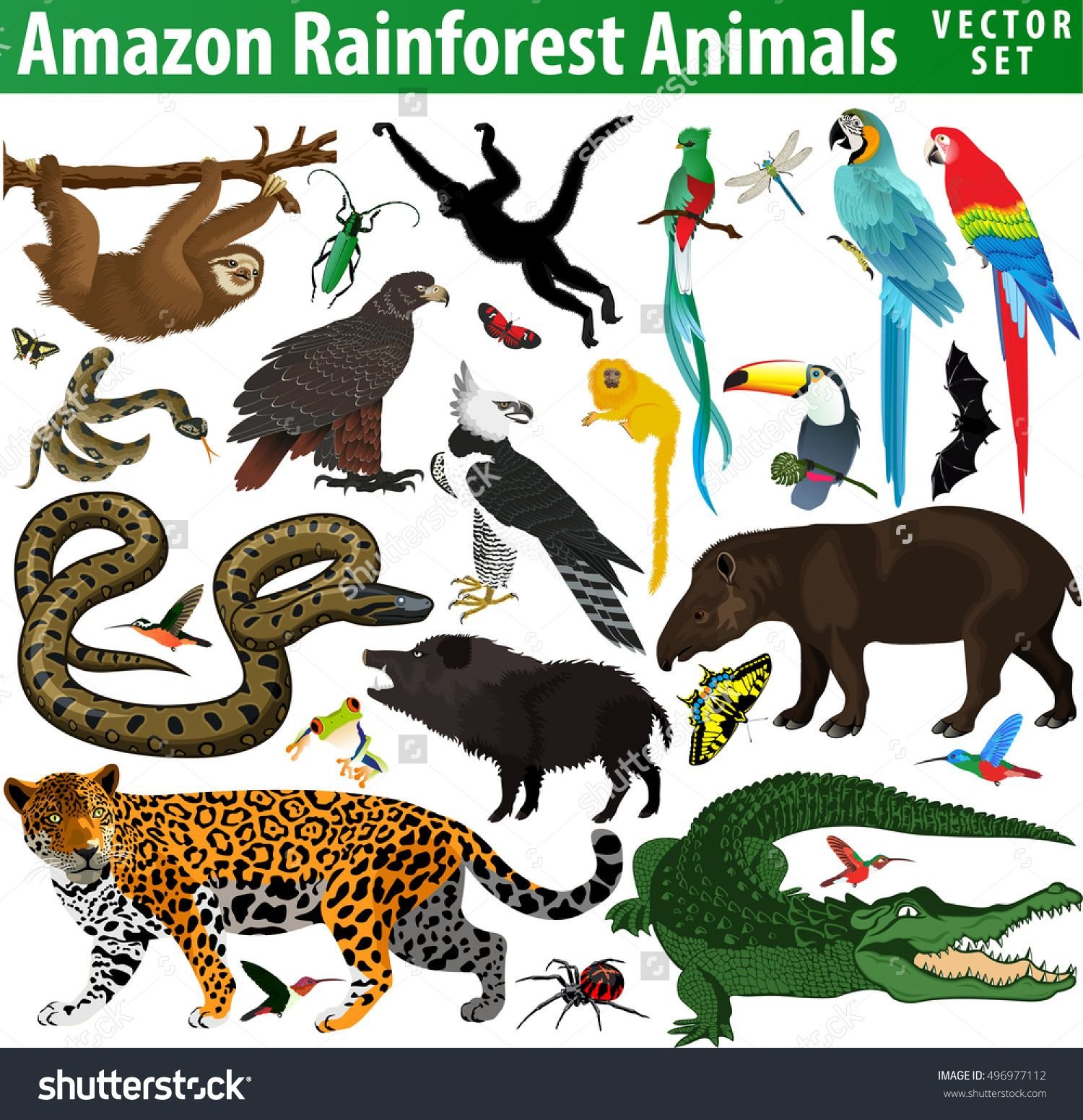 Животные джунглей для детей с названиями