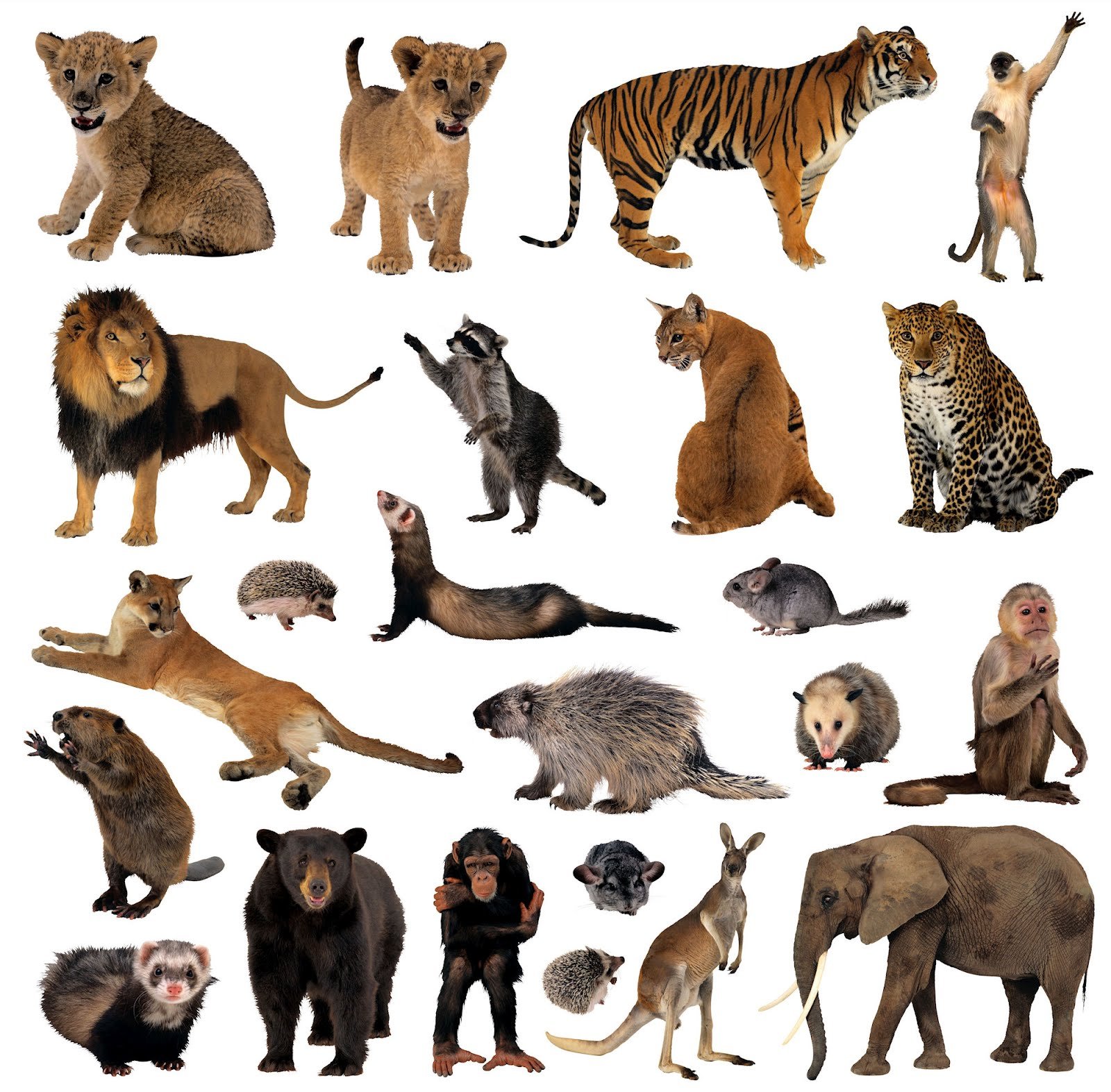 Много животных на одной картинке
