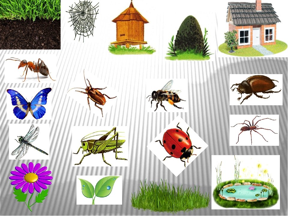 Тема в саду насекомые. Насекомые для дошкольников. Насекомые задания для дошкольников. Домики насекомых для детей. Карточки насекомых для дошкольников.