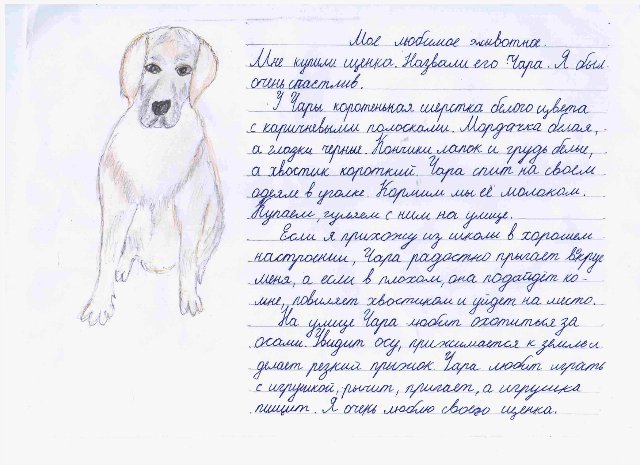 Рассказ о любимой собаке. Сочинение про собаку. Сочинение на тему моя собака. Сочинение про животных. Сочинение про домашнего питомца.