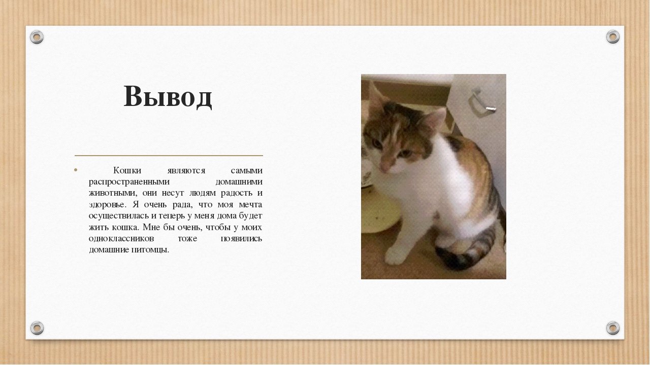 Сочинение на тему моя любимая кошка. Проект про кошек. Презентация про домашнего питомца. Вывод про кошек. Презентация о домашней кошке.