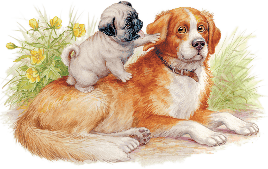 Мама и собака рассказ. Играющие собаки Ушинский. Мопс и Полкан Ушинский. Ушинский играющие собаки рисунок.