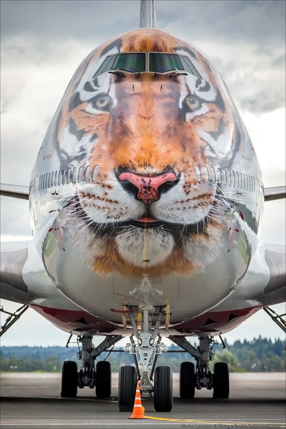 Боинг с тигром на носу фото