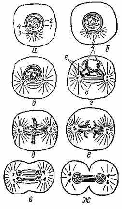 Телофаза и цитокинез 2