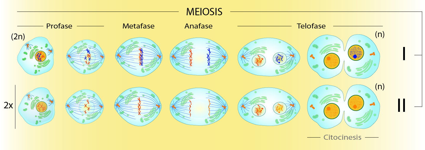 Второй фазой деления клетки. Телофаза мейоза 2. Мейоз 1 и 2. Схема митоза клетки. Фазы мейоза рисунки.