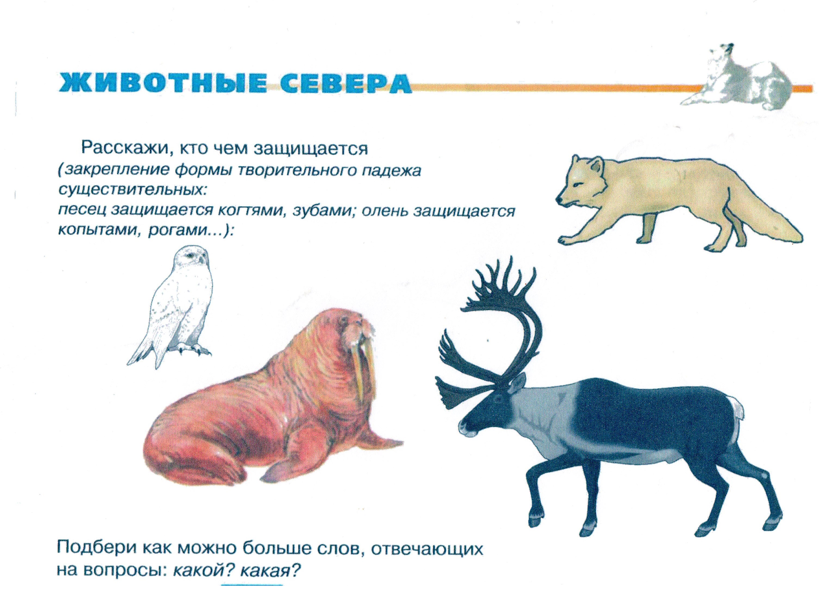 Пальчиковая гимнастика олень. Животные севера задания логопеда. Лексическая тема животные севера. Животные севера задания для детей. Животные севера для дошкольников.