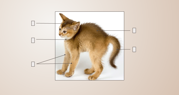 Части тела животных. Внешнее строение котенка. Внешнее строение млекопитающих кошка. Какие органы находятся на голове млекопитающих. На голове и туловище млекопитающих расположены органы.
