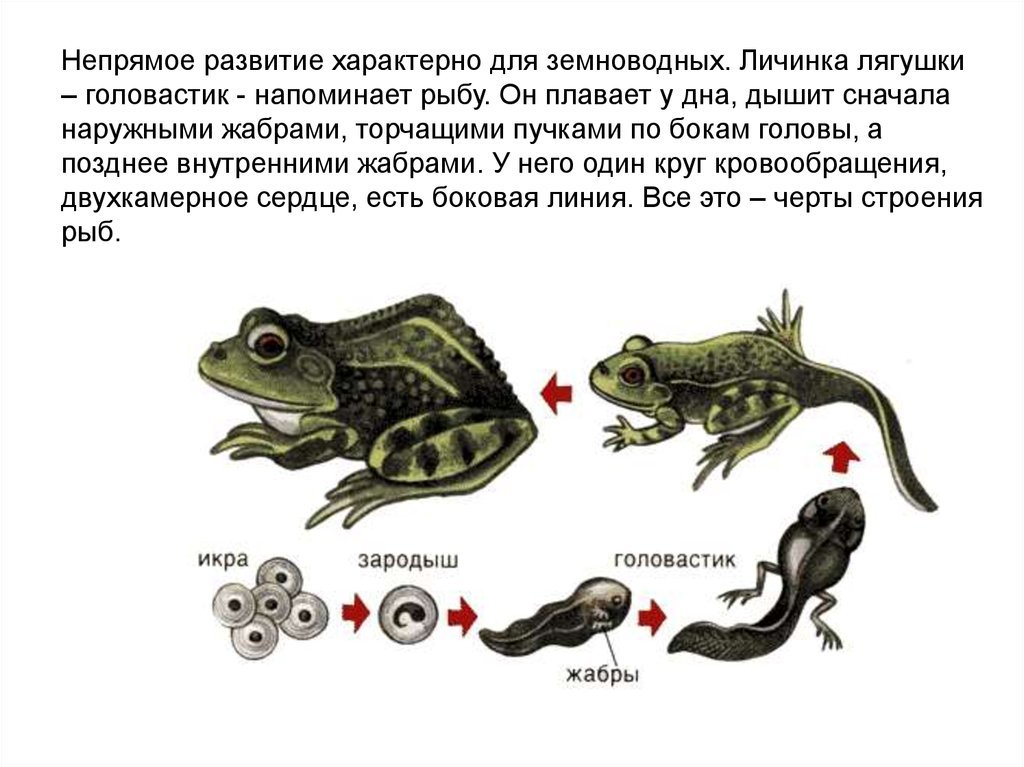Какой тип развития характерен для лягушки. Личинки земноводных. Непрямое развитие характерно для. Строение головастика лягушки. Непрямое развитие примеры животных.