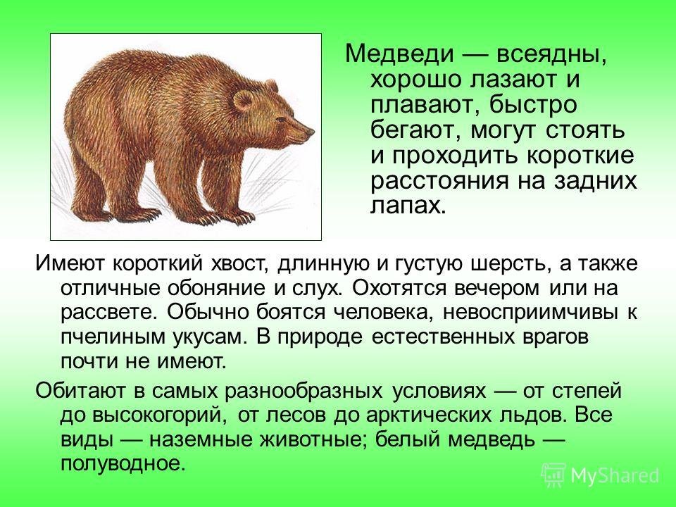 Описание медведя по плану. Рассказ о медведе. Текст про животных. Небольшой рассказ о животных. Текст про медведя.