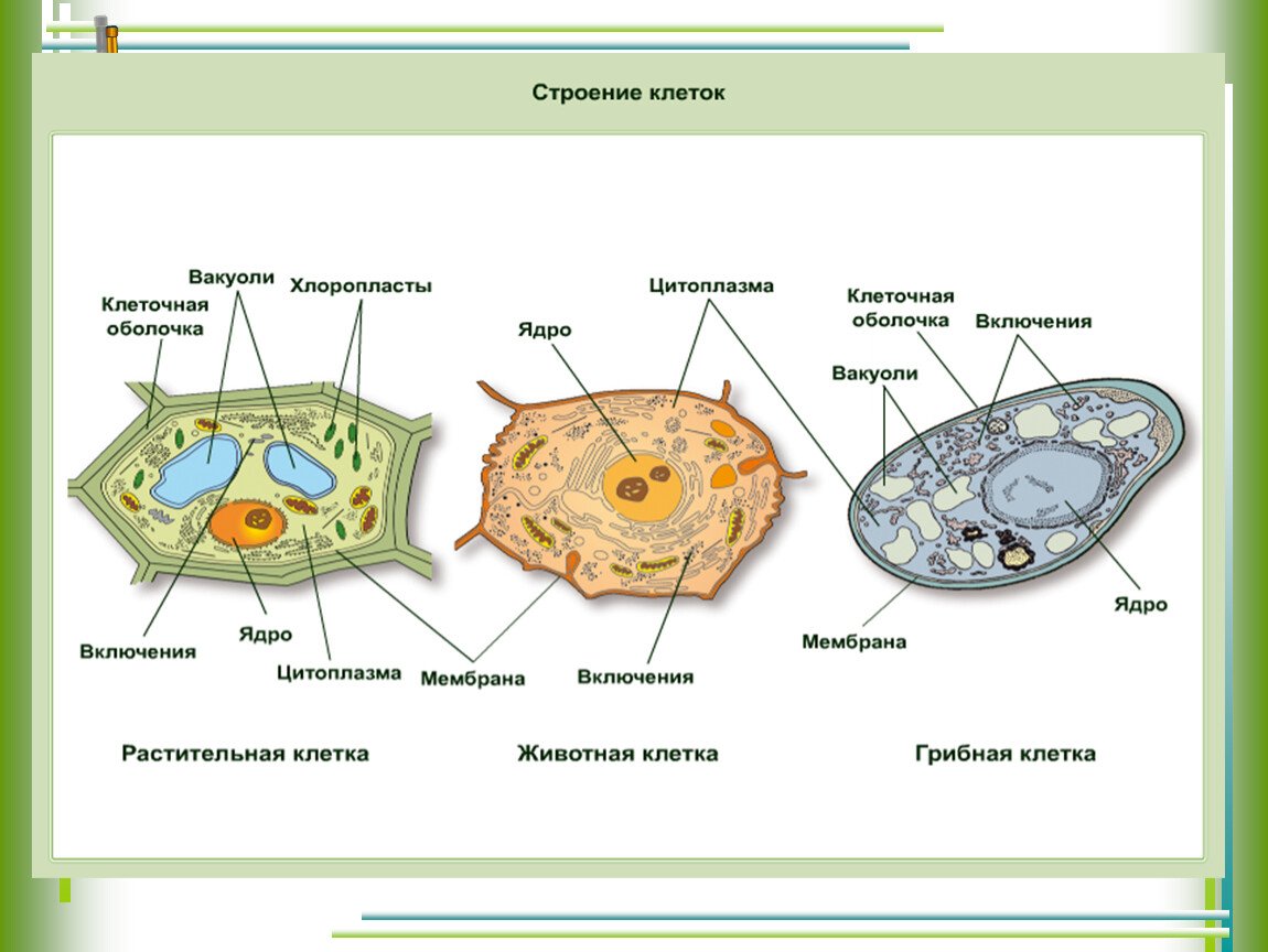 3 элемента цитоплазмы. Строение растительной животной и грибной клетки. Строение клетки гриба рисунок. Состав растительной клетки 6 класс. Строение эукариотической растительной клетки 6 класс.