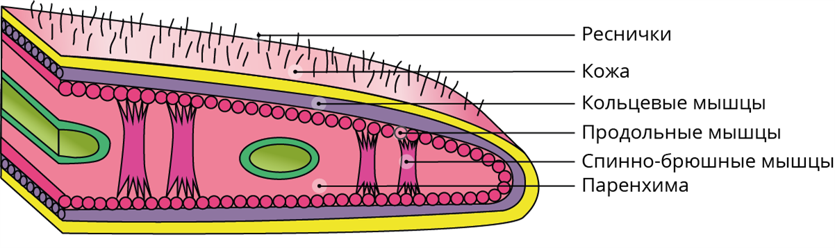 Строение кожно мускульного мешка планарии. Кожно мускульный мешок турбеллярий строение. Внутреннее строение ресничных червей. Строение кожно мускульного мешка плоских червей.